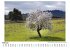 Die Mandelblüte - Bild 2
