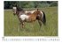 Appaloosa - Bild 5