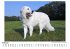 Kuvasz - Bild 2