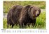 Der Grizzlybär - Bild 2