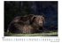 Der Grizzlybär - Bild 4