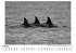 Orcas auf Robbenjagd - Bild 2