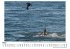 Orcas auf Robbenjagd - Bild 3
