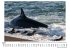 Orcas auf Robbenjagd - Bild 4