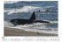 Orcas auf Robbenjagd - Bild 5