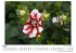 Dahlien - Bild 3
