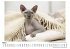 Sphynx-Katze - Bild 3