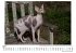 Sphynx-Katze - Bild 4