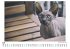 Sphynx-Katze - Bild 5