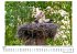 Vogelnester - Bild 4