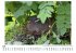 Vogelnester - Bild 5