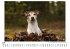 Jack Russell Terrier - Bild 5