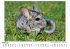 Chinchilla - Bild 2
