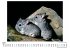 Chinchilla - Bild 4