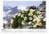 Alpenblumen - Bild 2