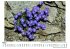 Alpenblumen - Bild 3