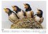 Nachwuchs im Nest - Bild 4