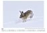 Tiere im Schnee - Bild 5