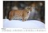 Eurasischer Luchs - Bild 2