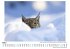 Eurasischer Luchs - Bild 3