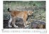 Eurasischer Luchs - Bild 4