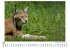 Eurasischer Luchs - Bild 5
