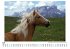 Haflinger - Bild 5