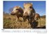 Wildschweine - Bild 3