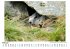 Murmeltiere - Bild 2