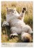 Maine Coon Kalender - Majestätische... - Bild 13