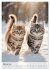 Maine Coon Kalender - Majestätische... - Bild 7