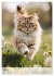 Maine Coon Kalender - Majestätische... - Bild 11