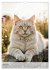 Maine Coon Kalender - Majestätische... - Bild 12