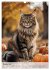 Maine Coon Kalender - Majestätische... - Bild 3