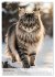 Maine Coon Kalender - Majestätische... - Bild 5
