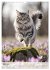 Maine Coon Kalender - Majestätische... - Bild 9