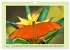 Im Schmetterlingshaus (Wandkalender... - Bild 11