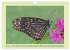 Im Schmetterlingshaus (Wandkalender... - Bild 12