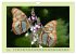 Im Schmetterlingshaus (Wandkalender... - Bild 13