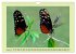 Im Schmetterlingshaus (Wandkalender... - Bild 14