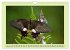 Im Schmetterlingshaus (Wandkalender... - Bild 15