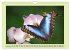 Im Schmetterlingshaus (Wandkalender... - Bild 5