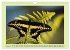 Im Schmetterlingshaus (Wandkalender... - Bild 7