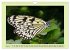 Im Schmetterlingshaus (Wandkalender... - Bild 9