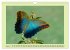 Im Schmetterlingshaus (Wandkalender... - Bild 10