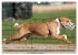 Eine Reise in die Welt der Basenjis... - Bild 13