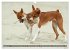 Eine Reise in die Welt der Basenjis... - Bild 14