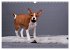 Eine Reise in die Welt der Basenjis... - Bild 4