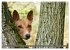 Eine Reise in die Welt der Basenjis... - Bild 7