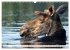 THE NORTHERN WOODLANDS MOOSE (Wall... - Bild 11